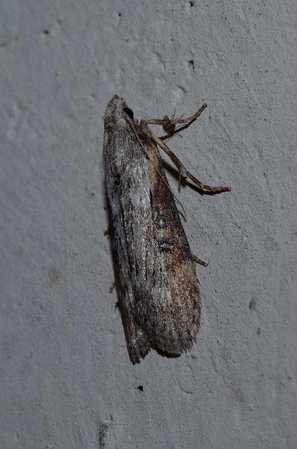 Dubbio su Lamoria anella, Pyralidae